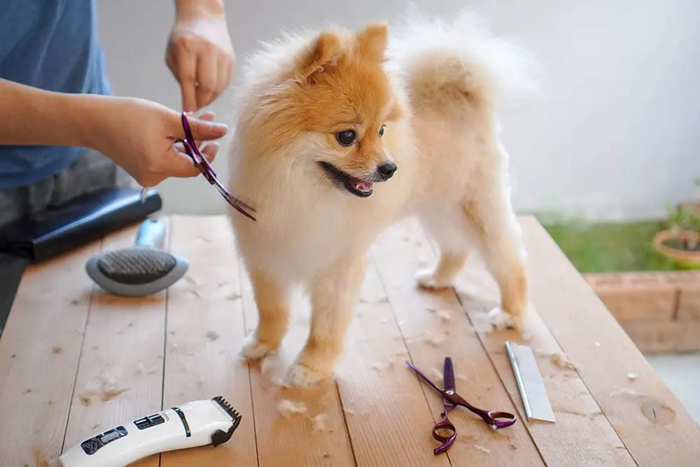 Happy Pom