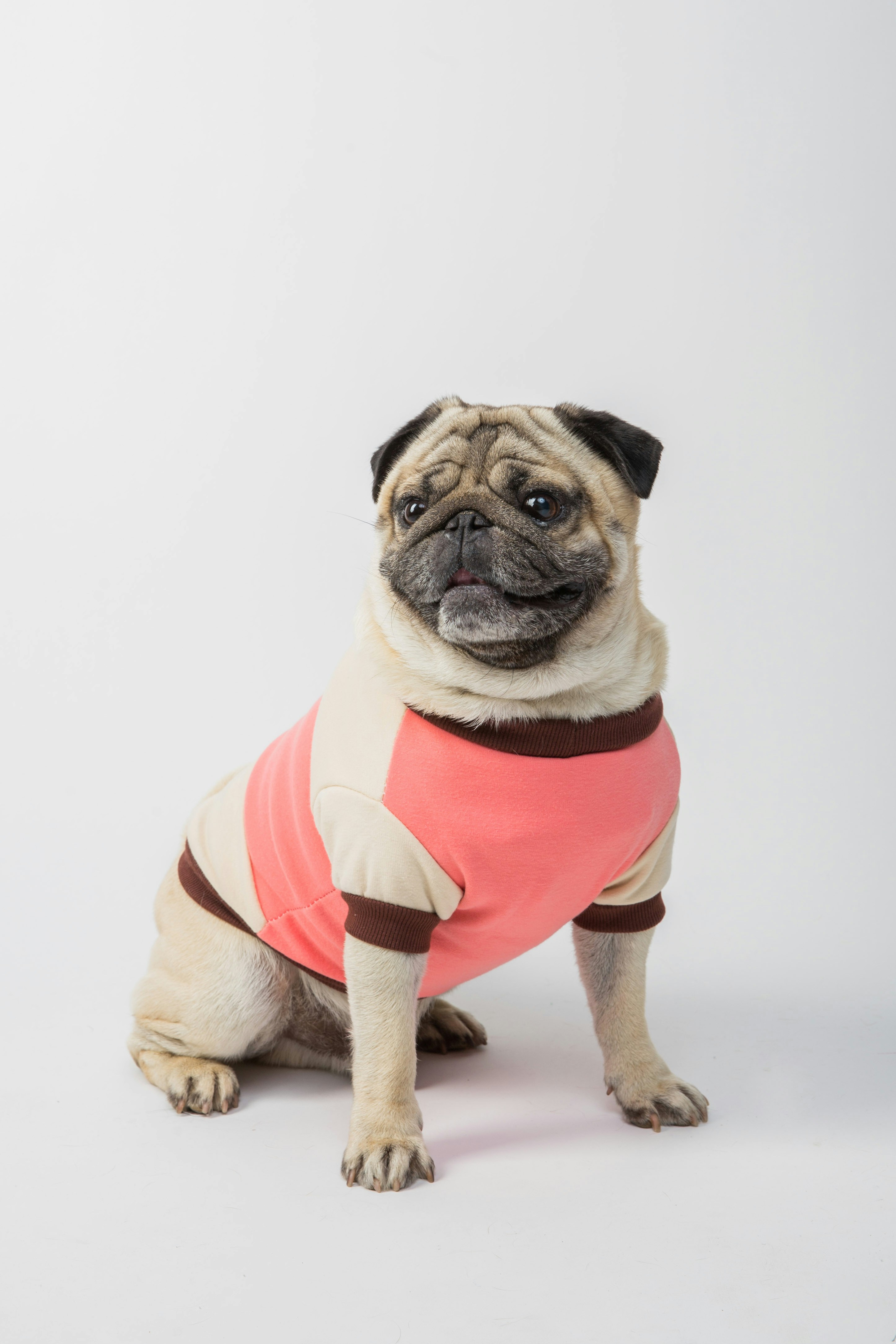 Happy Pug